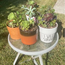 Beautiful Succulents 