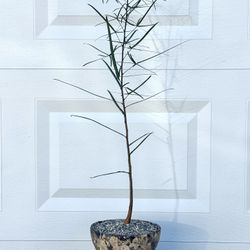 Brachychiton Rupestris/ Bottle Tree (Planter Included).   #B6