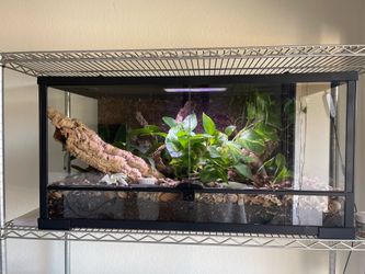 50 Gallon Vivarium Set Up