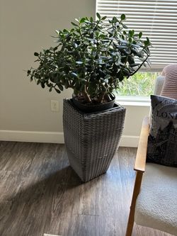Wicker/Resin Plant Holder
