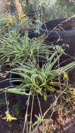 Spider plant