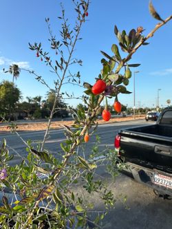 Gogi Berry Bush
