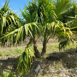 Thatch Palm Trees Single Double And Triple