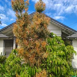 Fire Stick Pencil Tree Plant