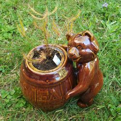 Carnivorous Easy To Grow Affordable Fruit Flycatcher  Drosera Forked Sundew In Cute Bear Pot!