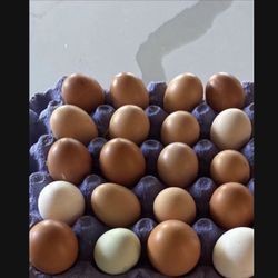 Eggs