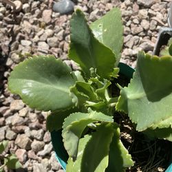 Kalanchoe Plants ((madre de miles plantas))