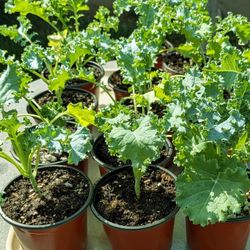 Kale,   plus Other Veggies