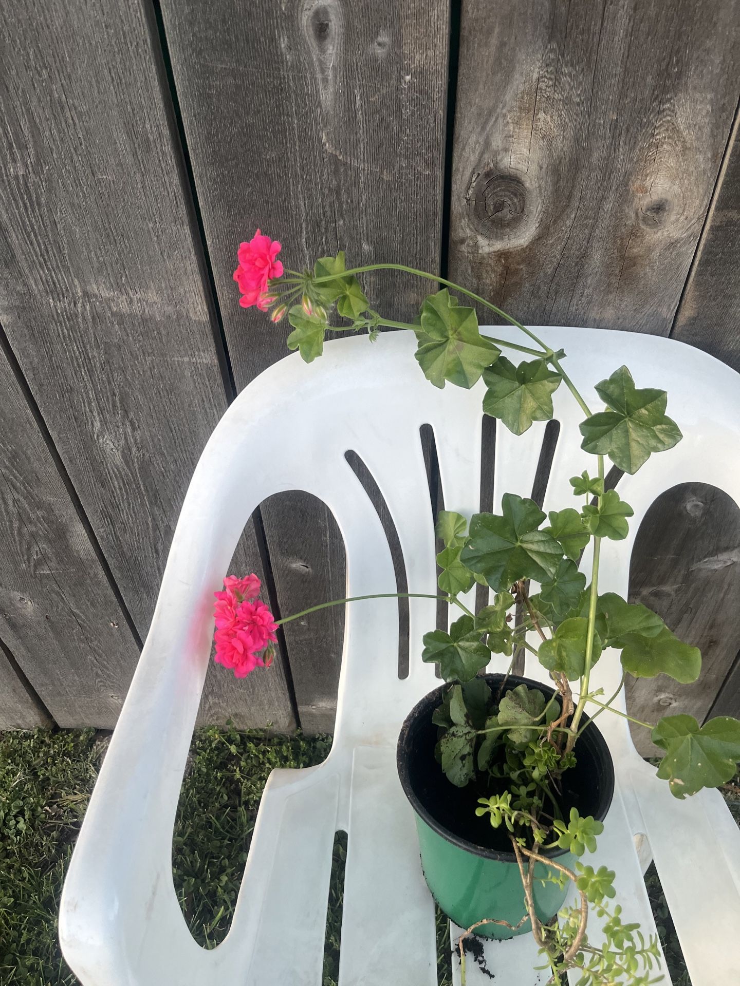 Plant