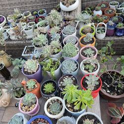 Beautiful Succulents From 5to 20