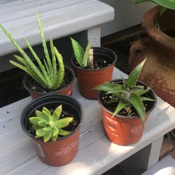 4 Plants 