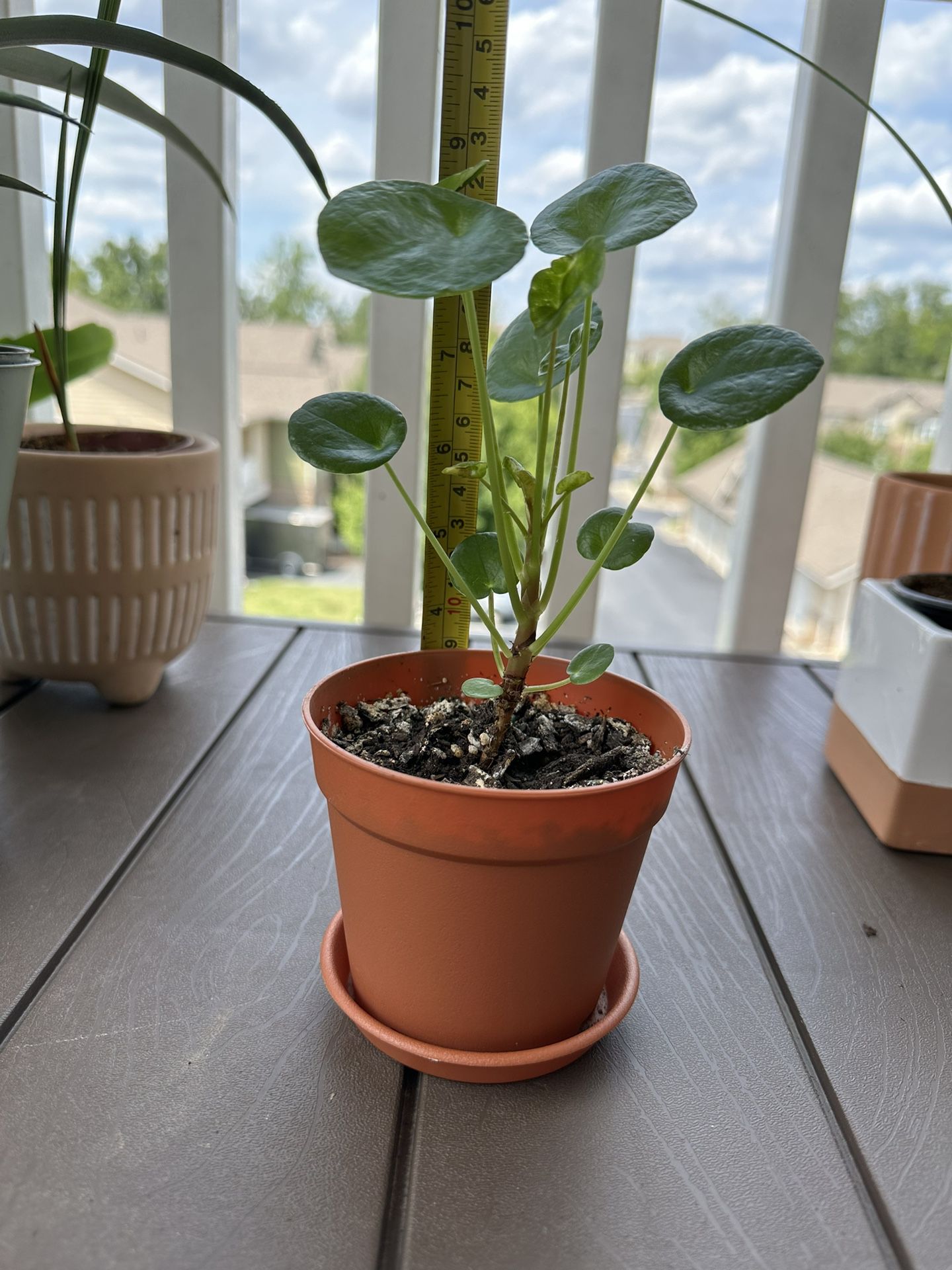 Pilea Peperomia Plant/ Chinese Money Plant in 4”pot