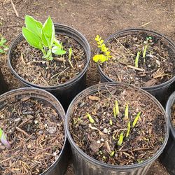 Varigated Hosta Plants $10 each