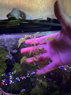 Freshwater aquarium plants