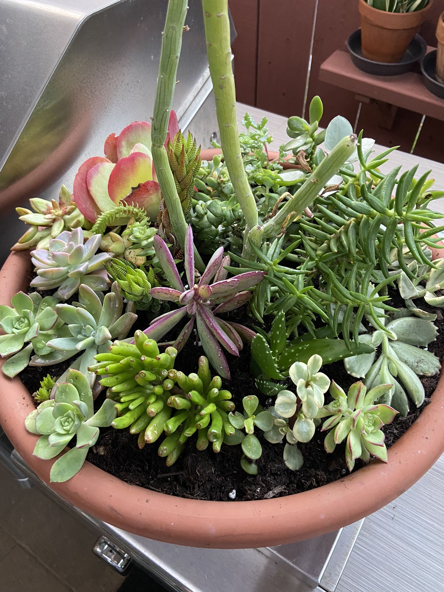 Assorted Succulents