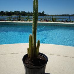 7 Peruvian Apple Cactus Seed Grown Cactus $30 -Ship $7 - Rooted In Pot 