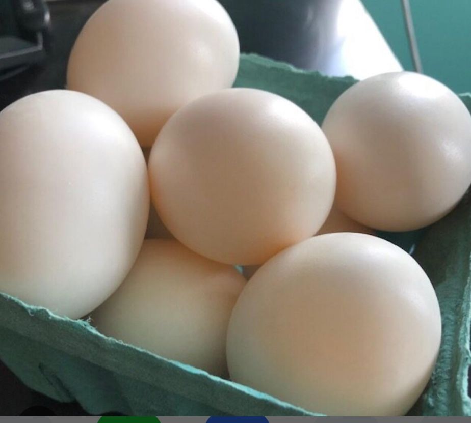 Organic Chicken Eggs
