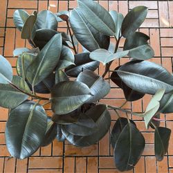 Burgundy Rubber Tree Ficus Plant 