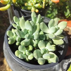 6" Pot Succulent - Pachyphytum Moonsilver