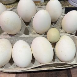 Farm Fresh Eggs-Chicken Duck Goose