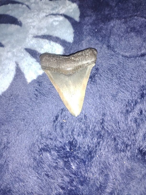Megalodon Shark Tooth