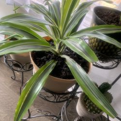 Plant for home nice! Potted!  Please 