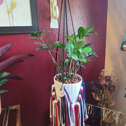 Macrame Plant Hanger