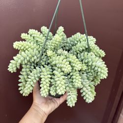 8” Big Donkey Tail