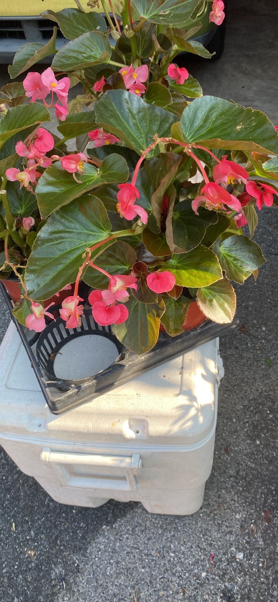 Pink Begonias