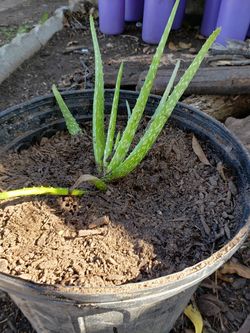 Aloa Vera plant