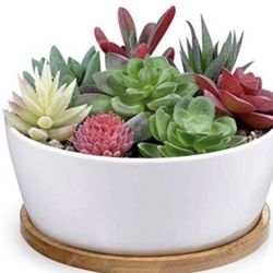 Round Ceramic White Succulent Cactus Planters