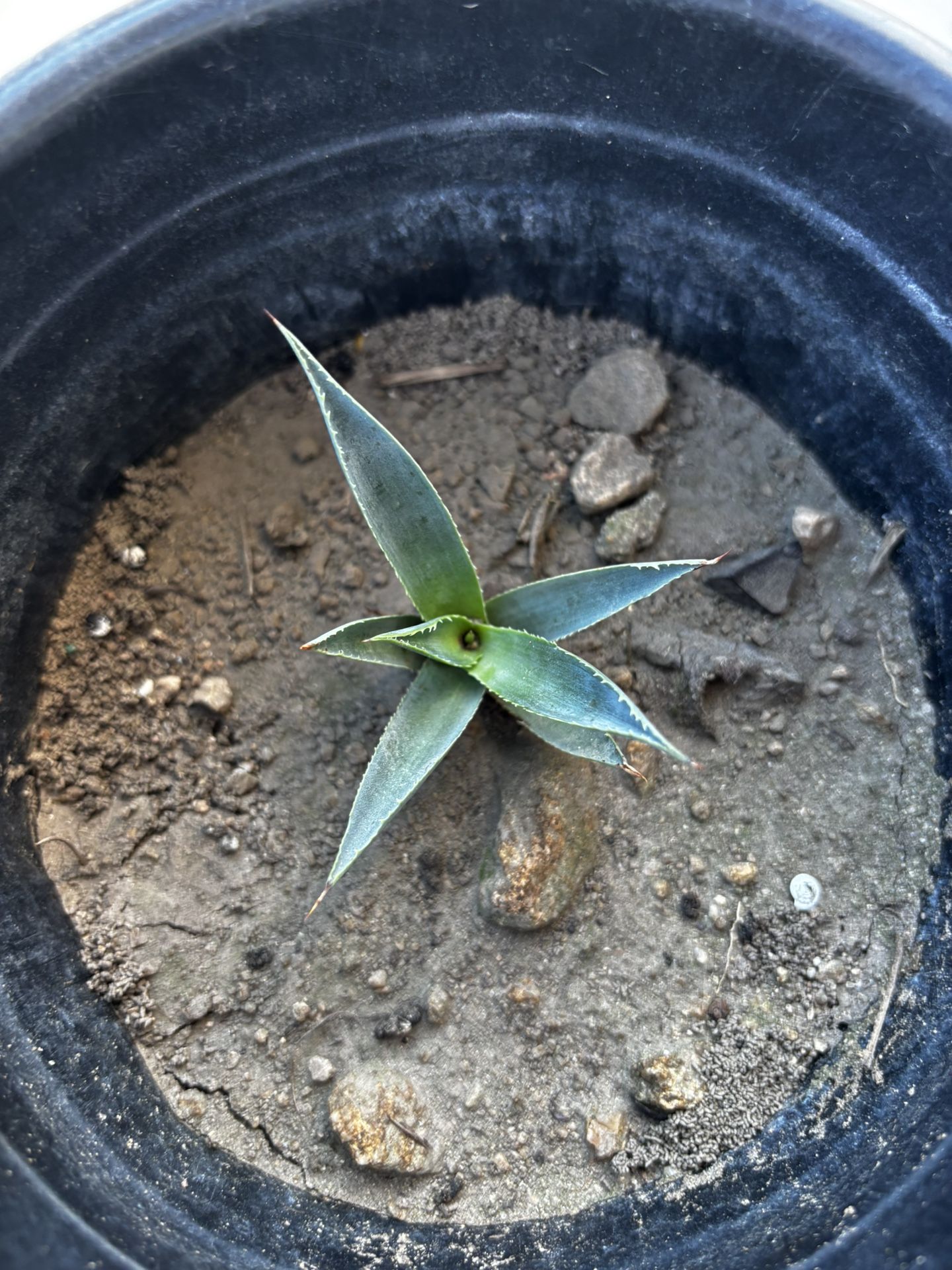 Agave Plant