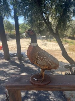 Taxidermy pheasant