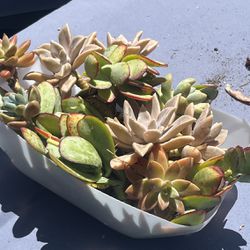 Succulents- Unpotted Various $20 OBO