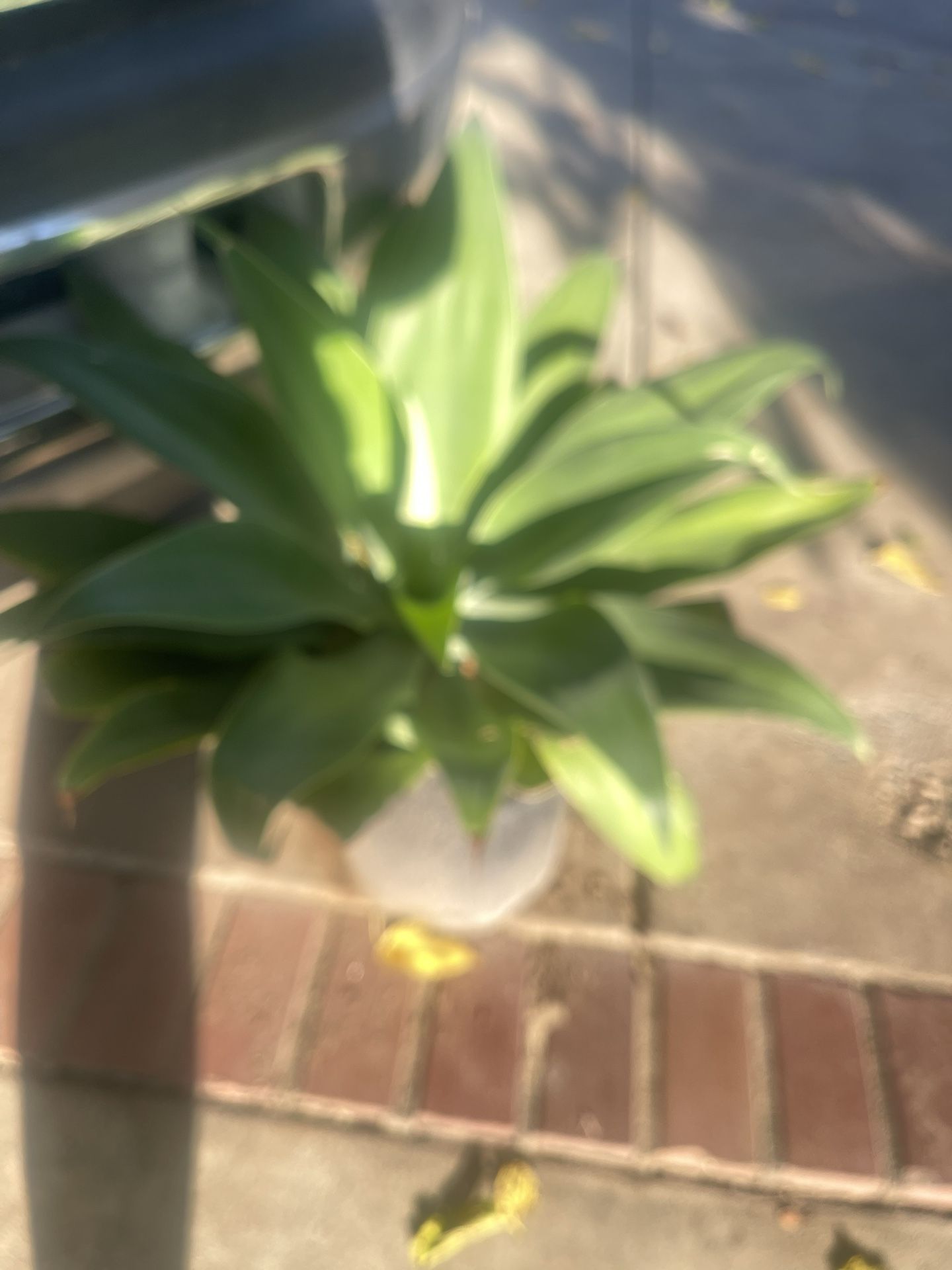  Nice Plant Lion Tail Agave