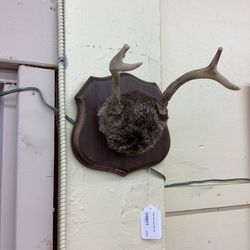 Small Wall Hung Antlers