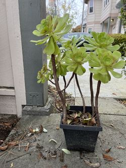 Big Succulent Plant 