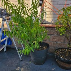 Big 5ft Peach plant