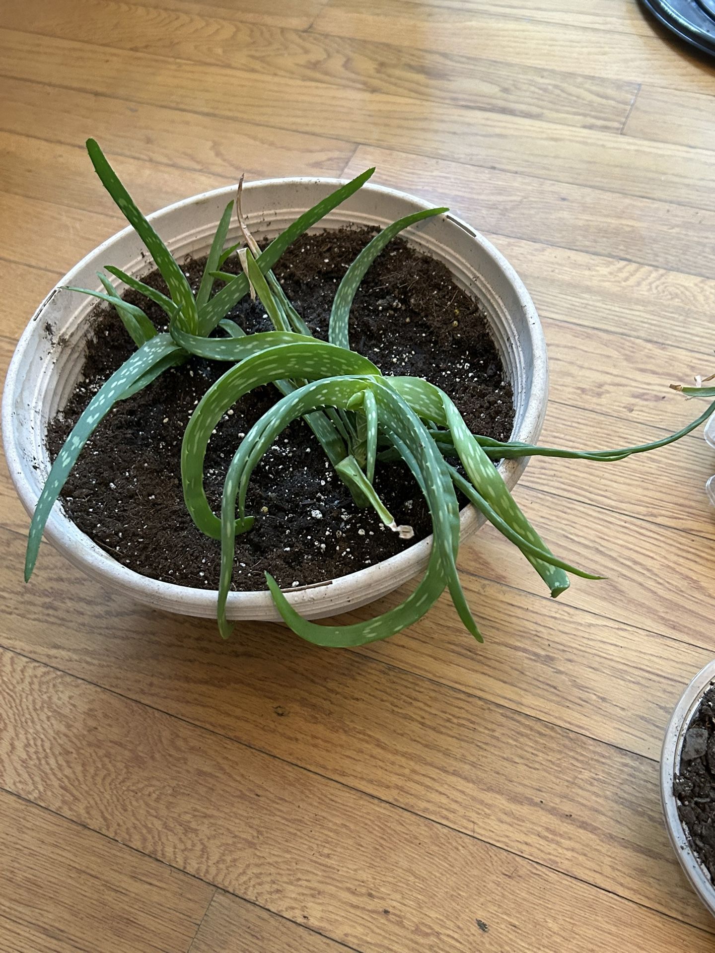 Plants -mostly Aloe Vera