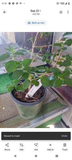 Lantana orange 1g