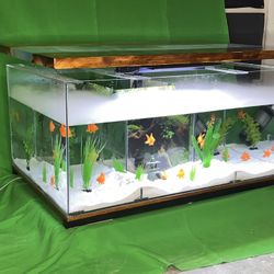 Aquarium 