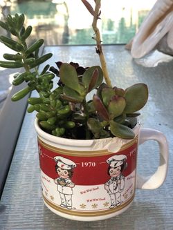 Succulent plants in Campbells cup