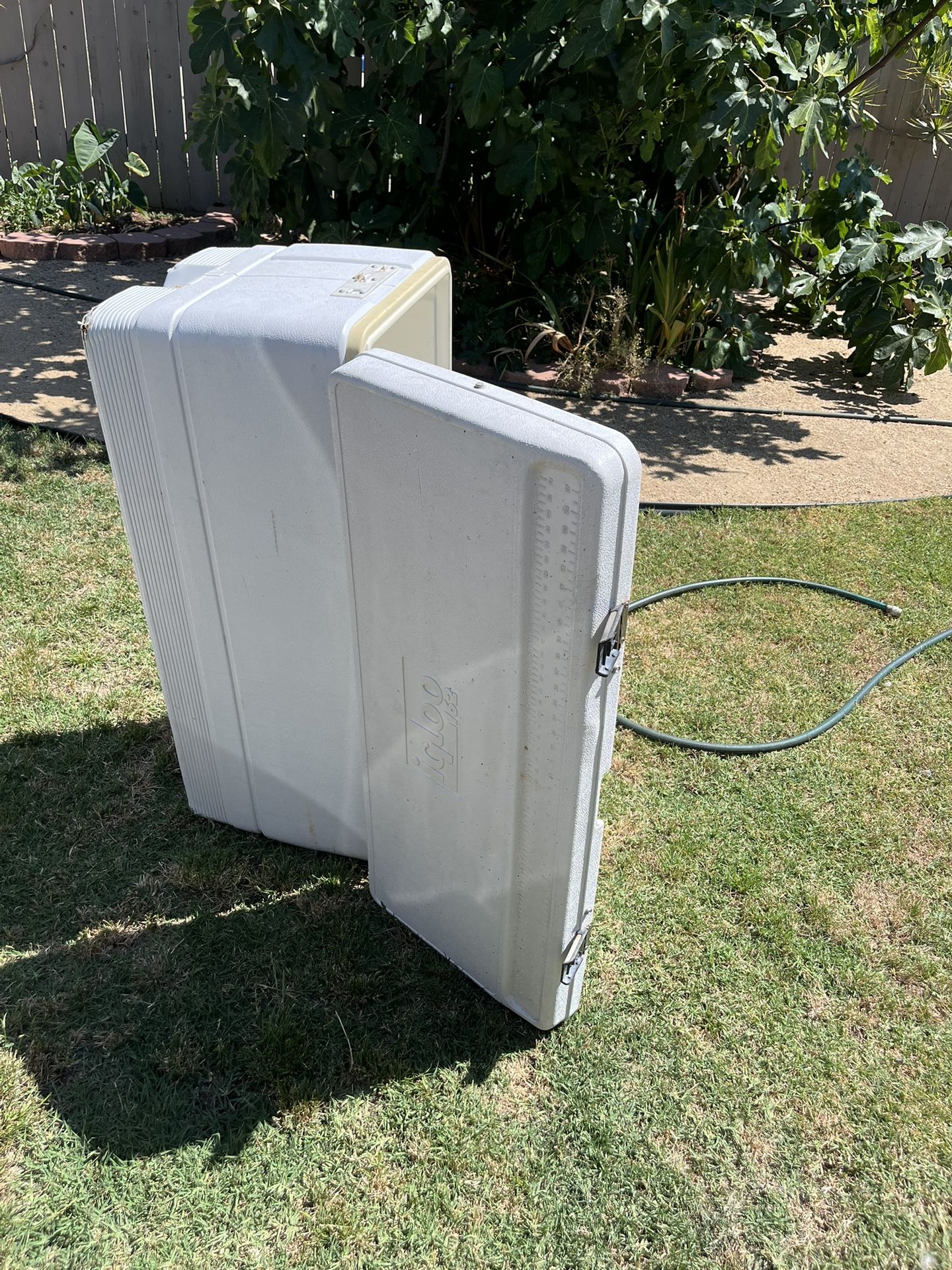 Igloo Cooler