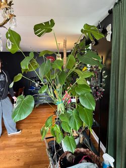 Monstera plant