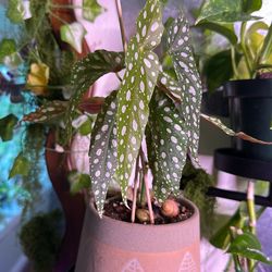 Plants and Props (Priced by Plant)