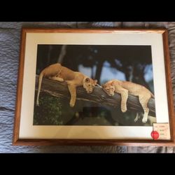 Photo print in a wooden frame with glass, lionesses, size 26x20