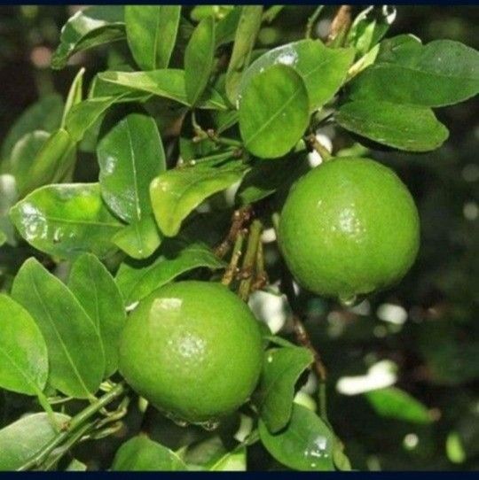 π― Organic Well Rooted Mexican Key Lime Plant
