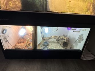 Single bearded dragon cage With divider Inside 