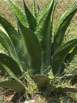Plantas de MAGUEY