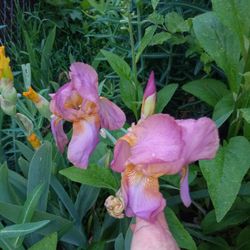 Heirloom hybrid bearded iris